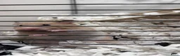 Hamster rodents for sale: 🐹 Beautiful, Fluffy Syrian Hamster Needs home - Advert 1