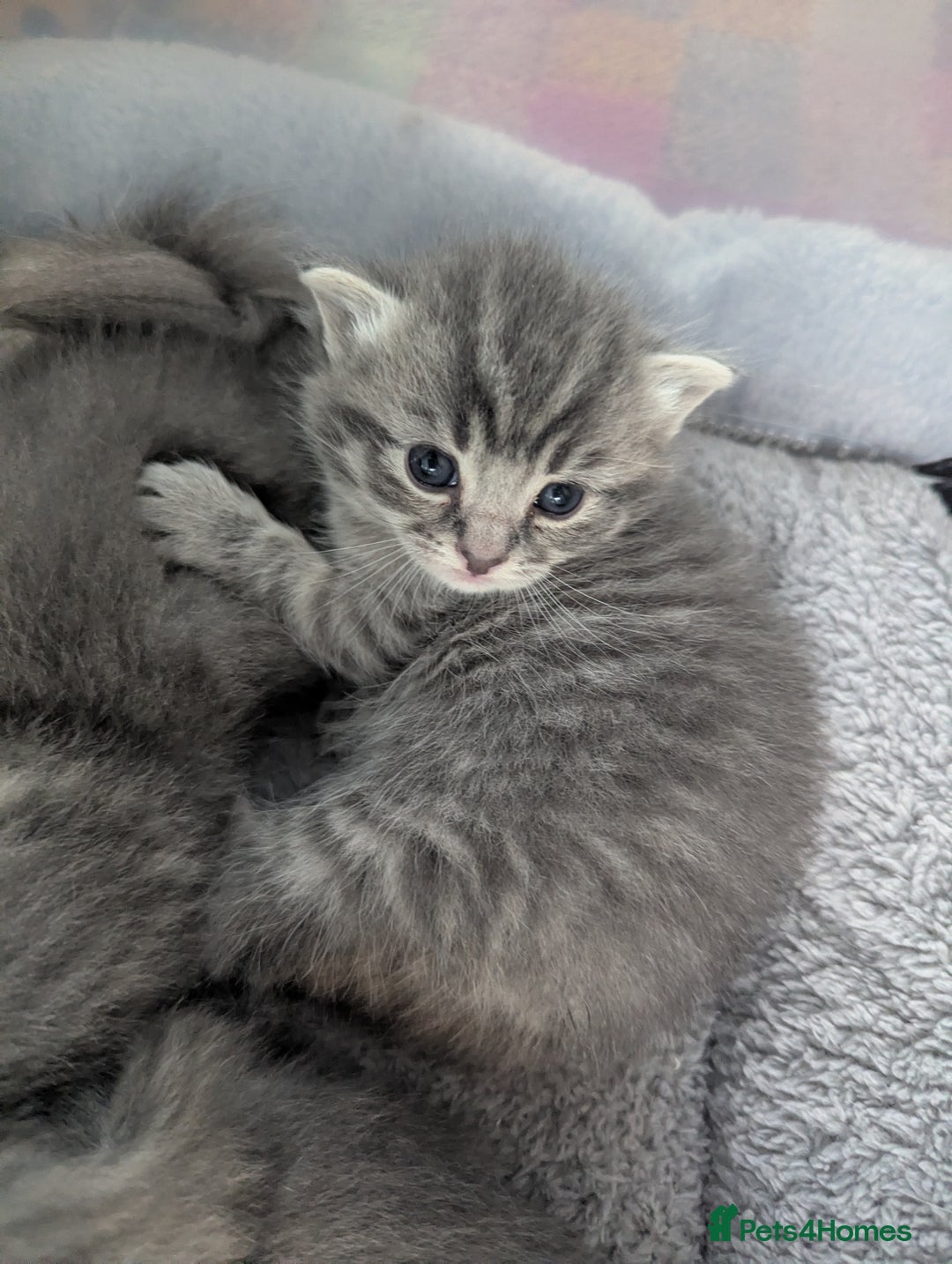 Mixed Breed cats for sale: Beautiful grey silver tabby kittens, ragdoll X Mum - Advert 26