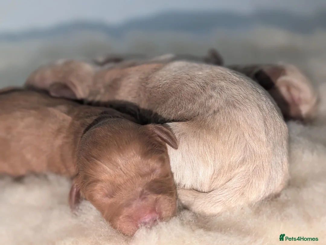 Australian Labradoodle dogs for sale: Birth announcement📣  📣 - Advert 39