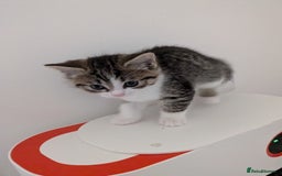Mixed Breed cats for sale: Kittens - Image 1