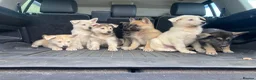 Mixed Breed dogs for sale: German Shepherd X Akita Pups - Advert 16