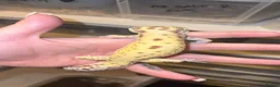 Leopard Gecko reptiles for sale: Male Radar Leopard Gecko - Advert 2