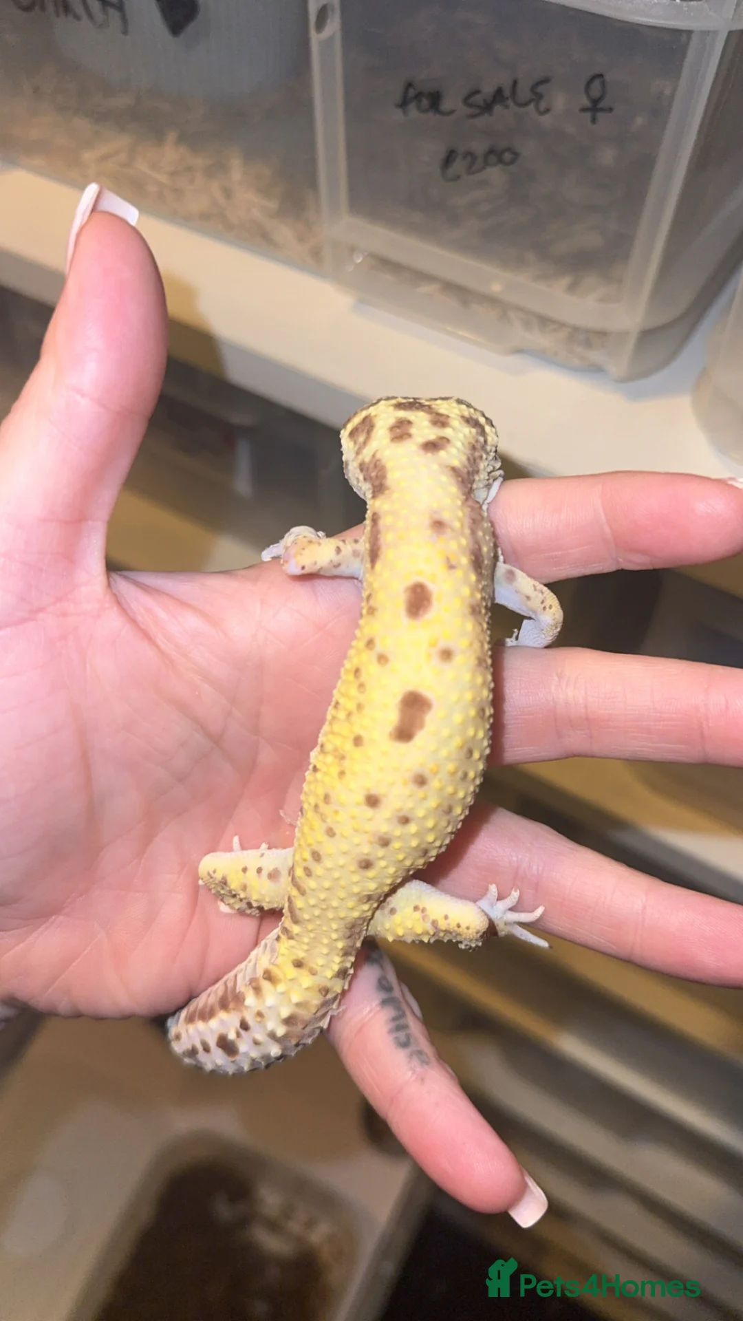 Leopard Gecko reptiles for sale: Male Radar Leopard Gecko - Advert 2