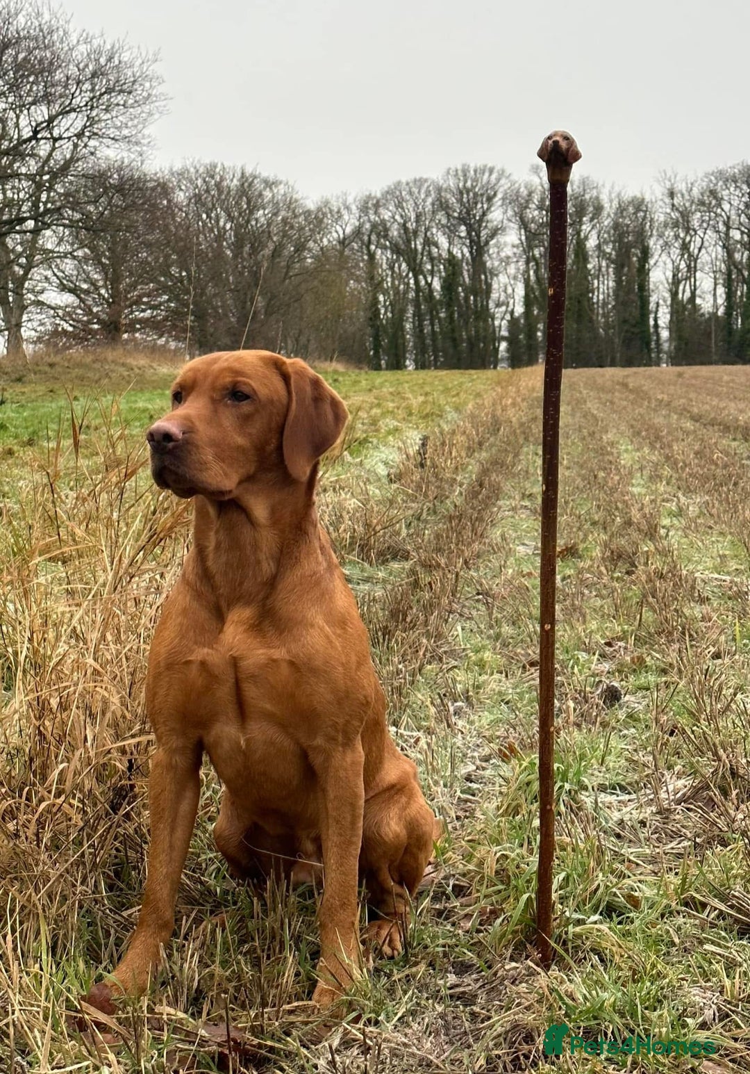 Labrador Retriever dogs for sale: Labrador Retriever Puppies KC reg - Advert 2