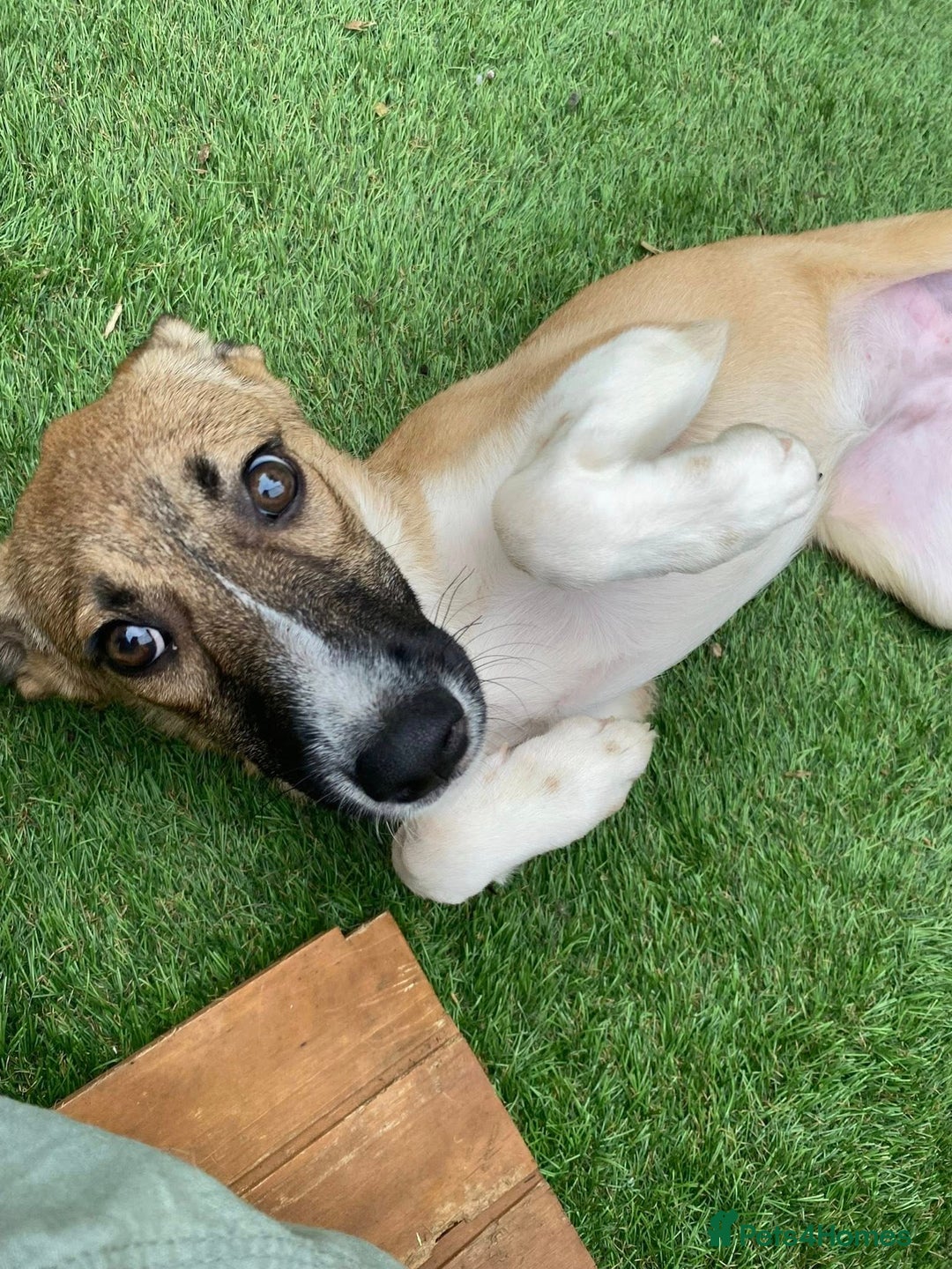 Mixed Breed dogs for adoption: Dahlia - In Ayr looking for a home  - Image 2
