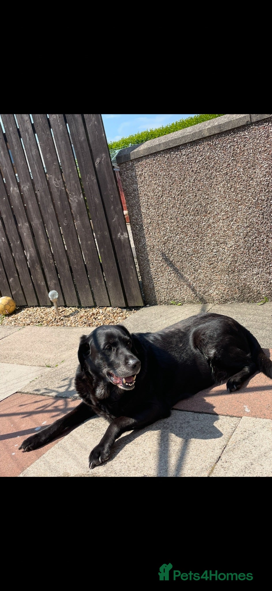 Labrador Retriever dogs Fiddy  - Advert 2