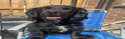 Cocker Spaniel dogs for sale: 2 cocker spaniels and staffy for rehoming - Advert 1