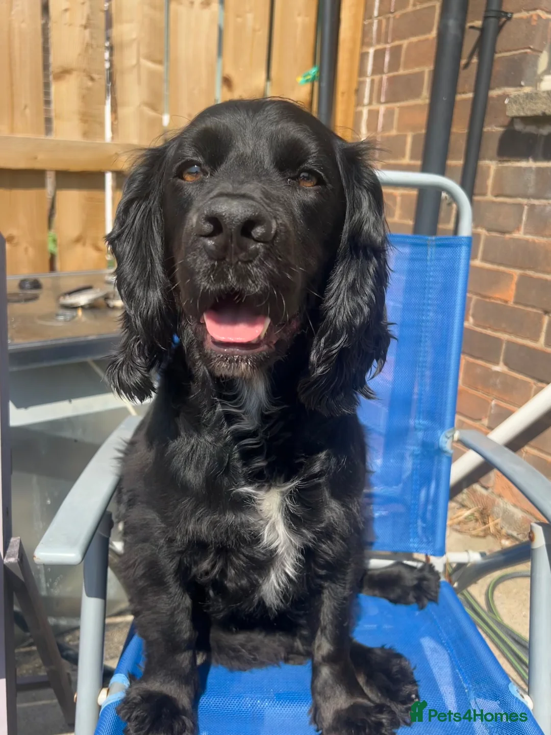 Cocker Spaniel dogs for sale: 2 cocker spaniels and staffy for rehoming - Advert 1
