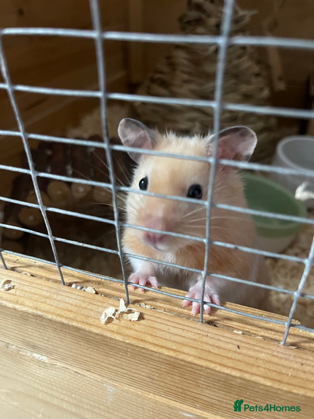 Hamster rodents for sale: Hamster male - Image 2