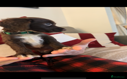 Cocker Spaniel dogs for sale: Cocker Spaniel Puppies🐕🐕 READY 30TH NOVEMBER 💙 - Advert 36