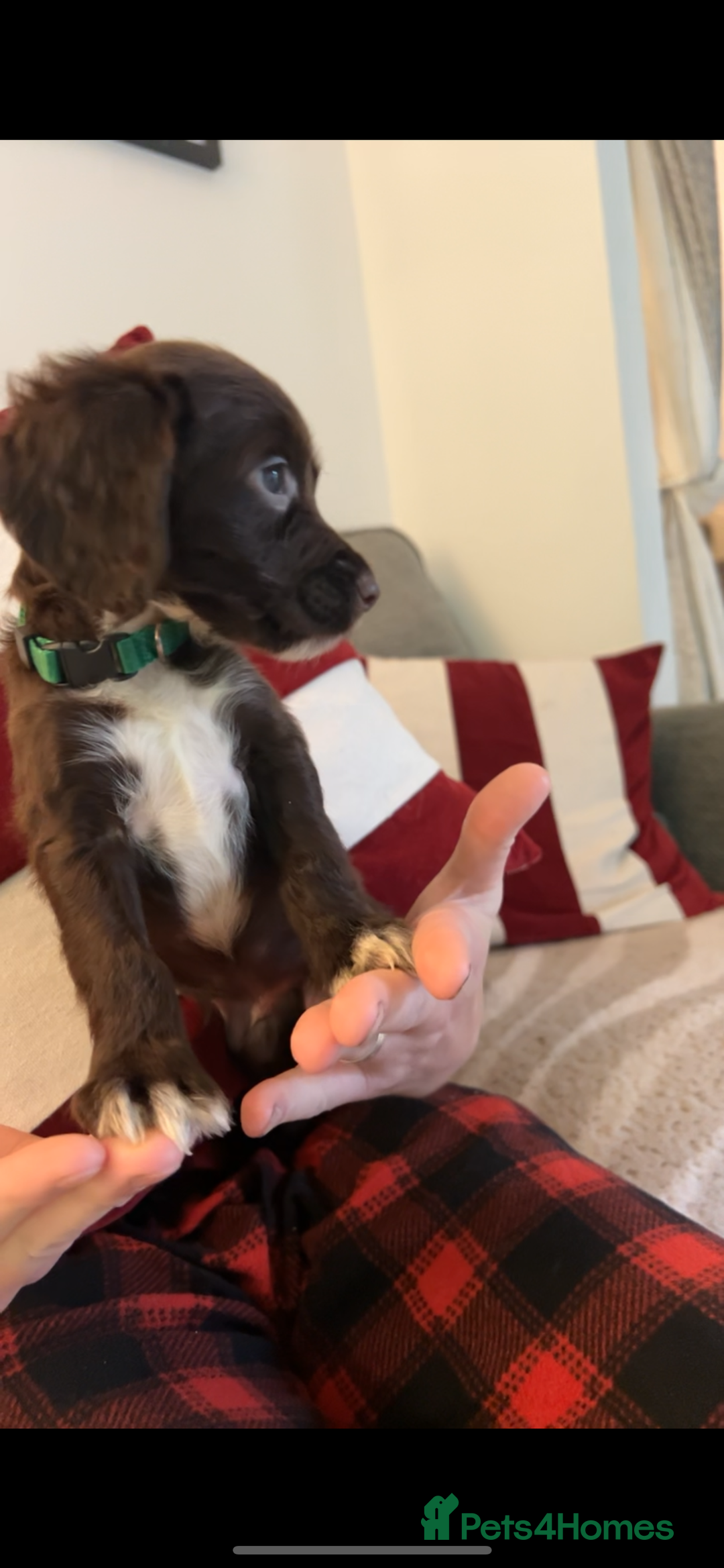 Cocker Spaniel dogs for sale: Cocker Spaniel Puppies🐕🐕 READY 30TH NOVEMBER 💙 - Advert 36