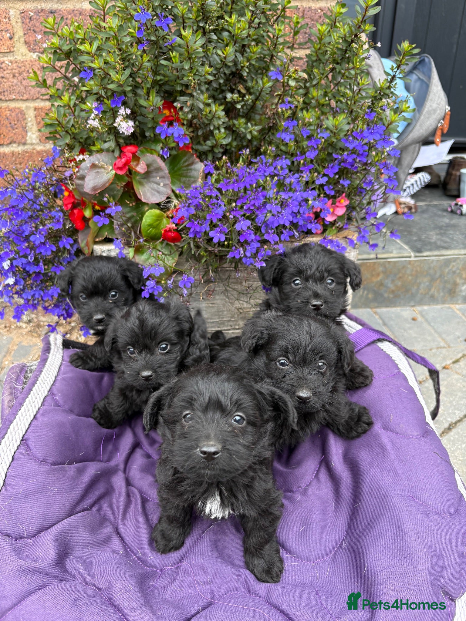Westiepoo dogs Westipoo puppies 🐶🐶  - Advert 2