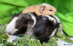 Guinea Pig rodents for sale: 1no Gorgeous baby Guinea pigs - Girls - Image 3