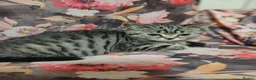 British Shorthair cats for sale: 1x BSH girl left  - Advert 9