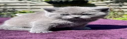 British Shorthair cats for sale: Blue Golden Golden CPT & Silver Tipped - Advert 7