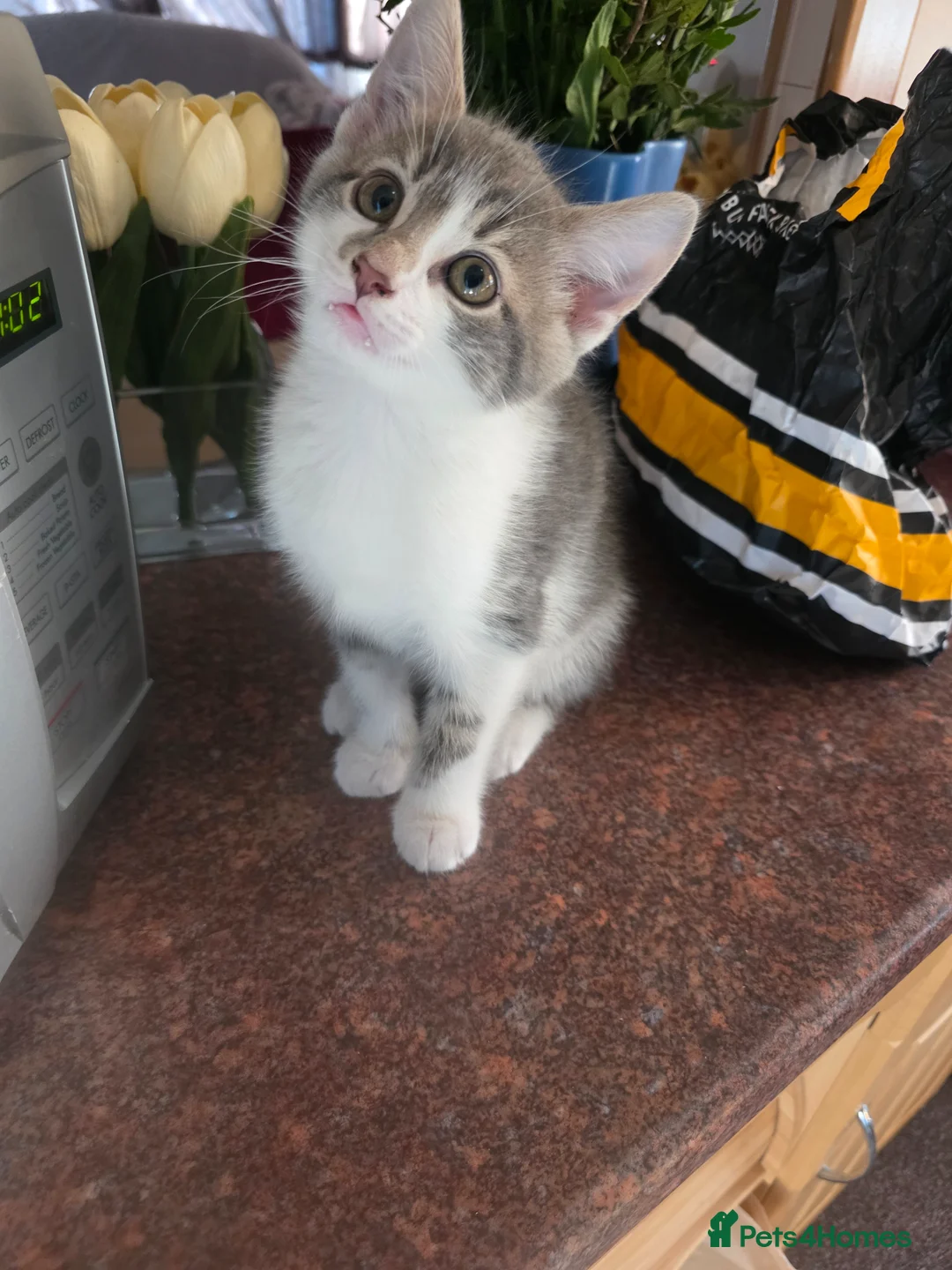 Domestic Shorthair cats for sale: Cute Kitten Looking for a Loving Home - Advert 2
