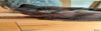 Mixed Breed Kitten 1