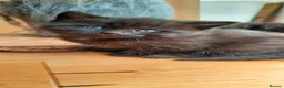 Mixed Breed cats for sale: 4 adorable kittens for sale - Advert 10