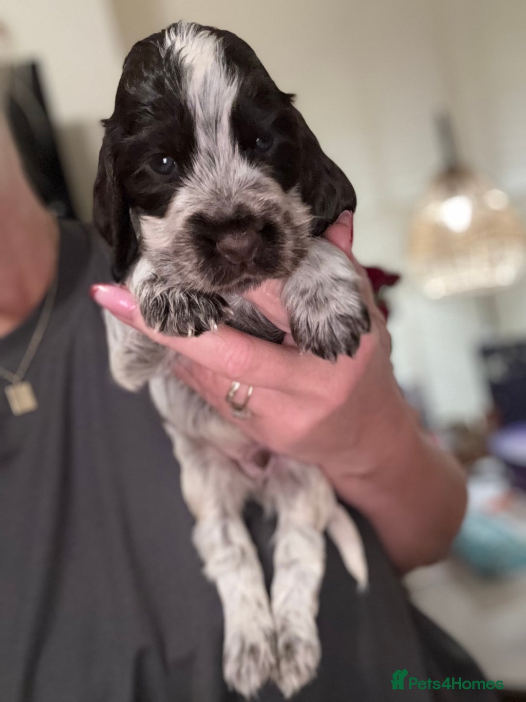 Cocker Spaniel dogs for sale: Quality kc show type cocker spaniels - Advert 21