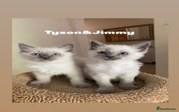 Ragdoll cats for sale: 2 BOYS LEFT . Ready to leave TODAY - Image 21
