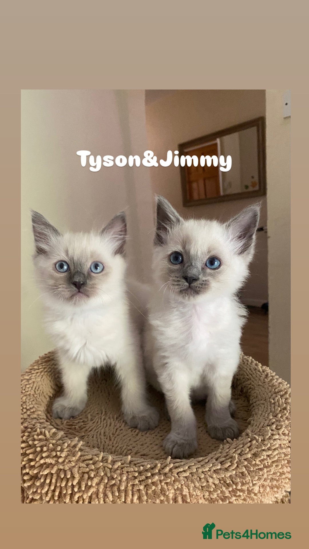 Ragdoll cats for sale: 2 BOYS LEFT . Ready to leave TODAY - Image 21