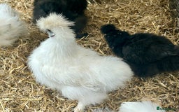 Chickens poultry for sale: Posted, Believed fertile 6 silkie eggs - Image 1