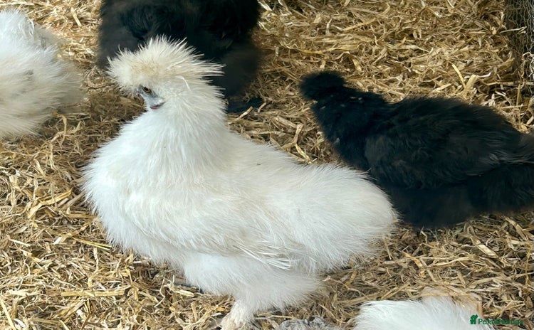 Chickens poultry - Advert 1