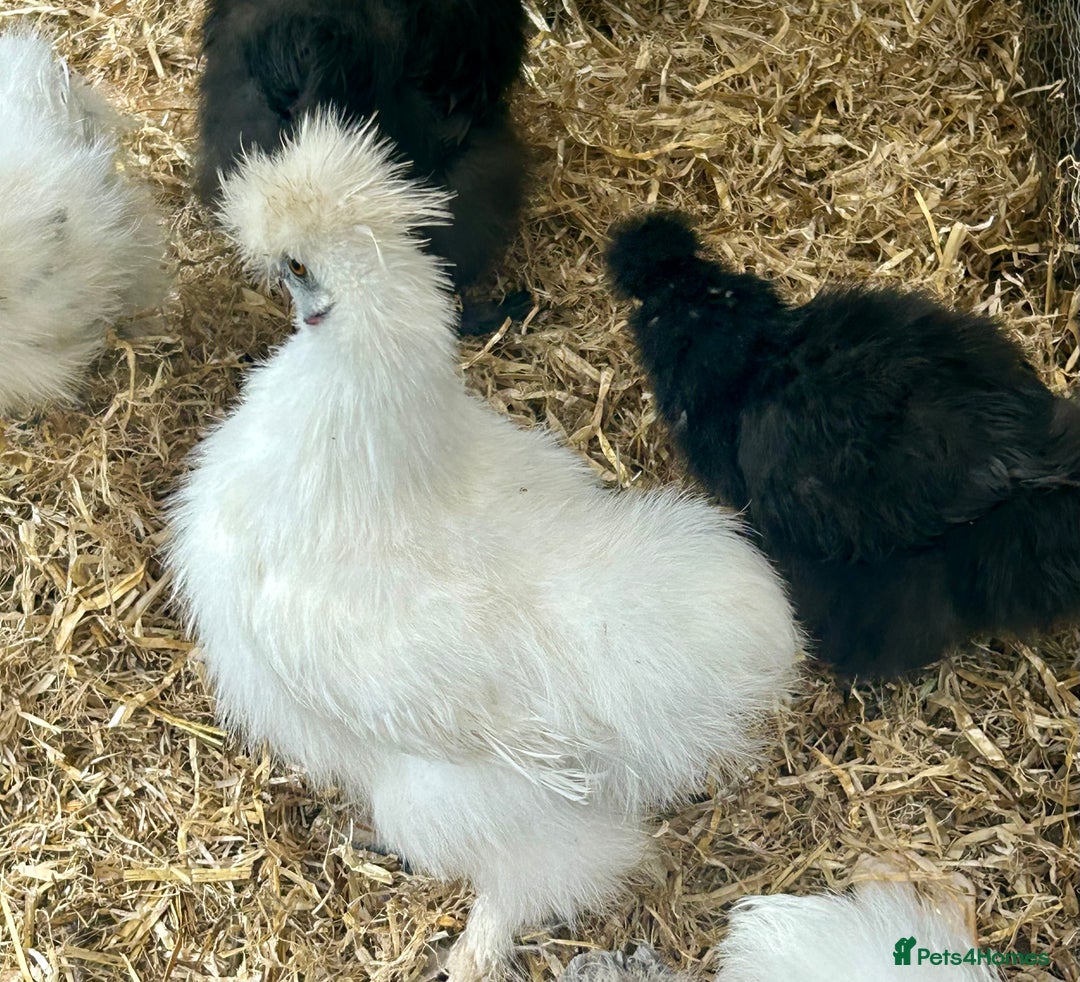 Chickens poultry for sale: Posted, Believed fertile 6 silkie eggs - Image 1