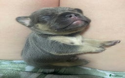 French Bulldog dogs for sale: Frenchie pups  - Advert 3