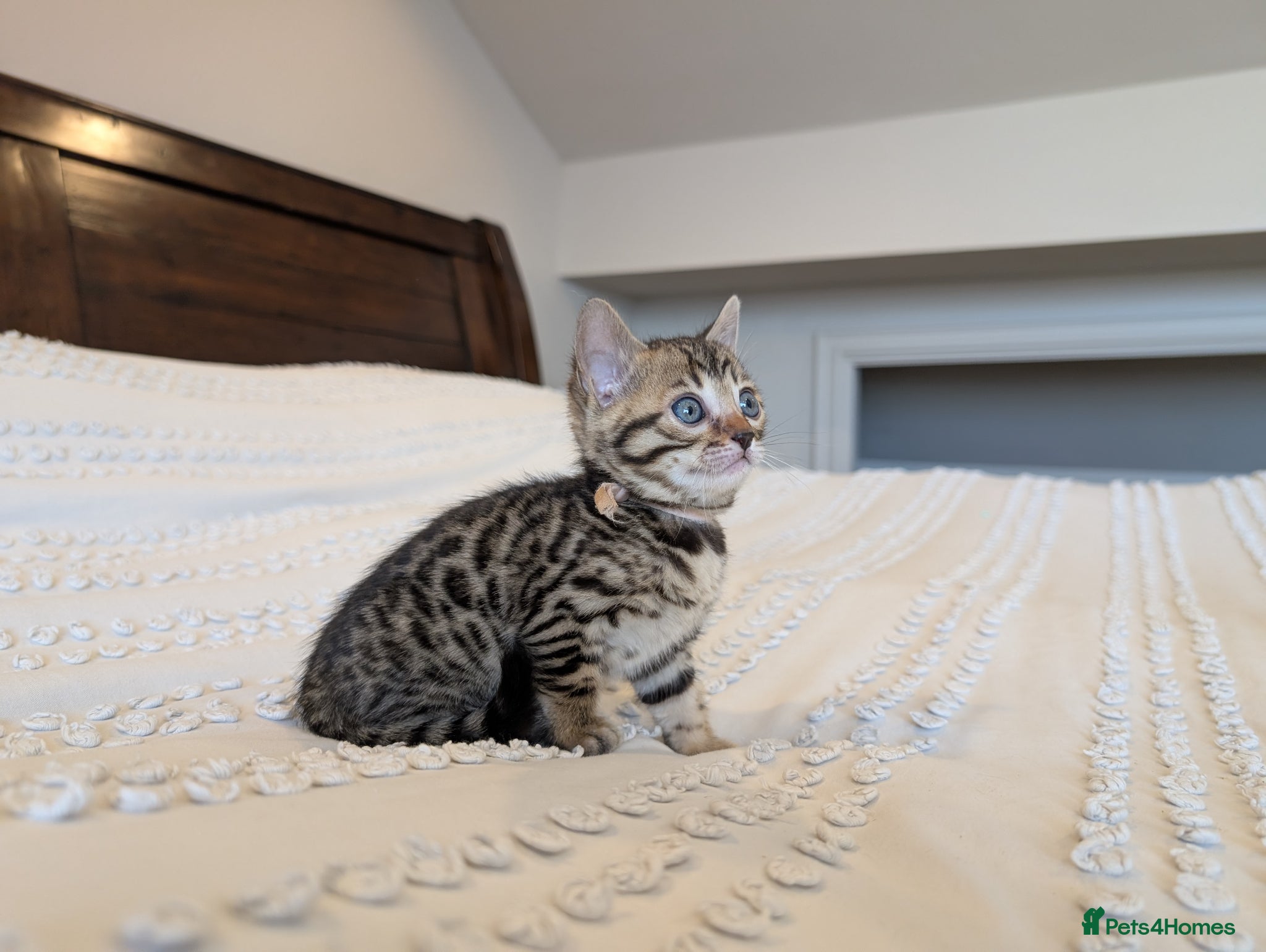 Bengal cats 🖤🩶🤍 BEAUTIFUL BENGAL KITTENS 🤍🩶🖤 - Advert 1