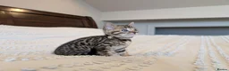 Bengal cats for sale: 🖤🩶🤍 BEAUTIFUL BENGAL KITTENS 🤍🩶🖤 - Advert 31