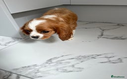 Cavalier King Charles Spaniel dogs for sale: KC Cavalier King Charles spaniel puppies - Image 4