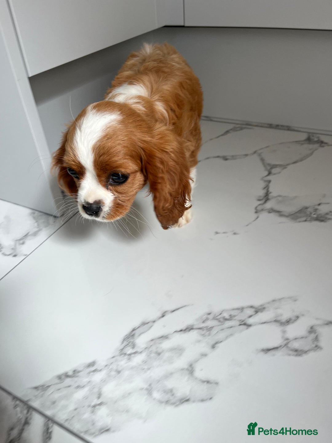 Cavalier King Charles Spaniel dogs for sale: KC Cavalier King Charles spaniel puppies - Image 4