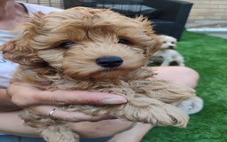 Maltipoo dogs for sale: Beautiful Maltipoo boys for sale 🐾 - Image 24