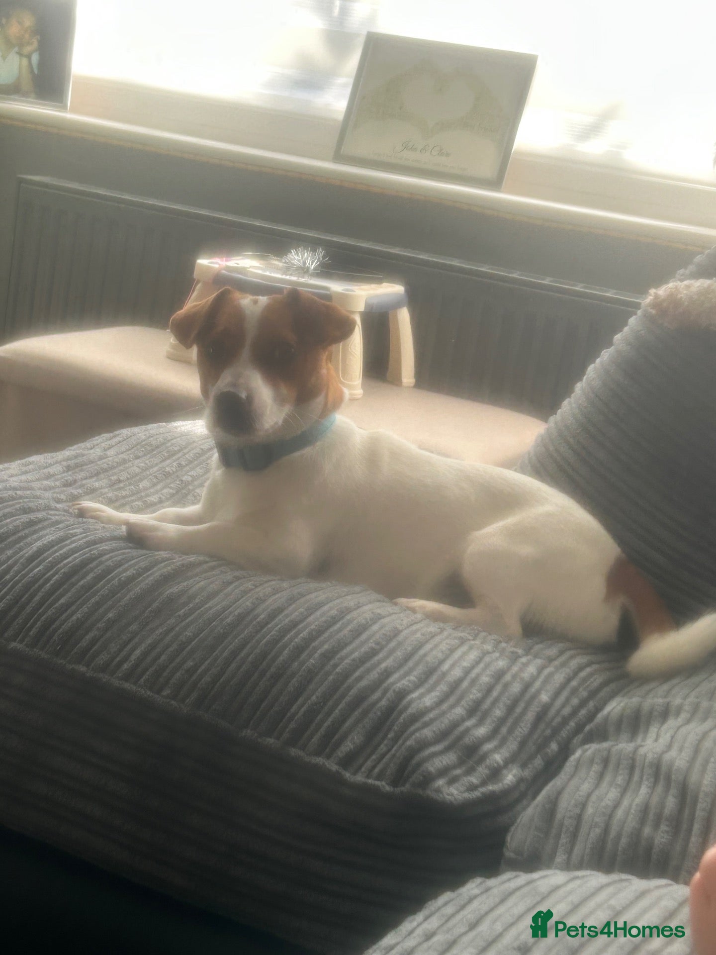 Jack Russell dogs for sale: Gorgeous 1 year old Jack Russell male  - Advert 19