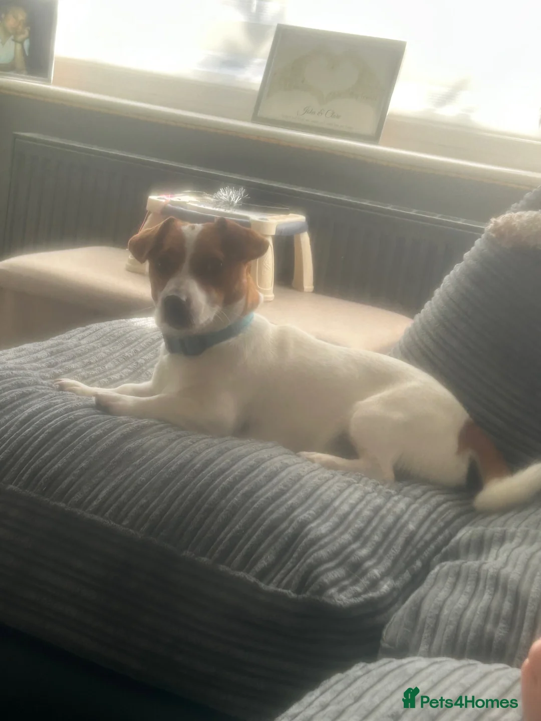 Jack Russell dogs for sale: Gorgeous 1 year old Jack Russell male  - Advert 1