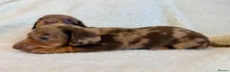 Miniature Dachshund dogs for sale: True miniature dachshunds - Advert 11