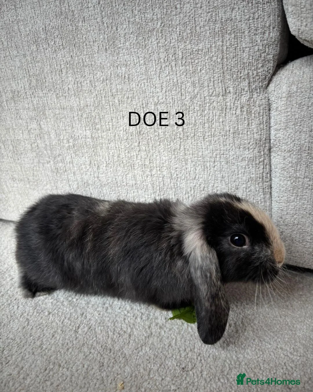Mini Lop rabbits for sale: Mini lop rabbits for sale  in Winscombe - Advert 12