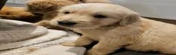 Golden Retriever dogs for sale: Golden retriever champion bloodline puppies. - Advert 14