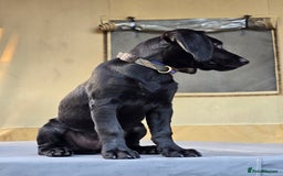 Springador dogs for sale: Happy, well behaved black Springador  - Image 3