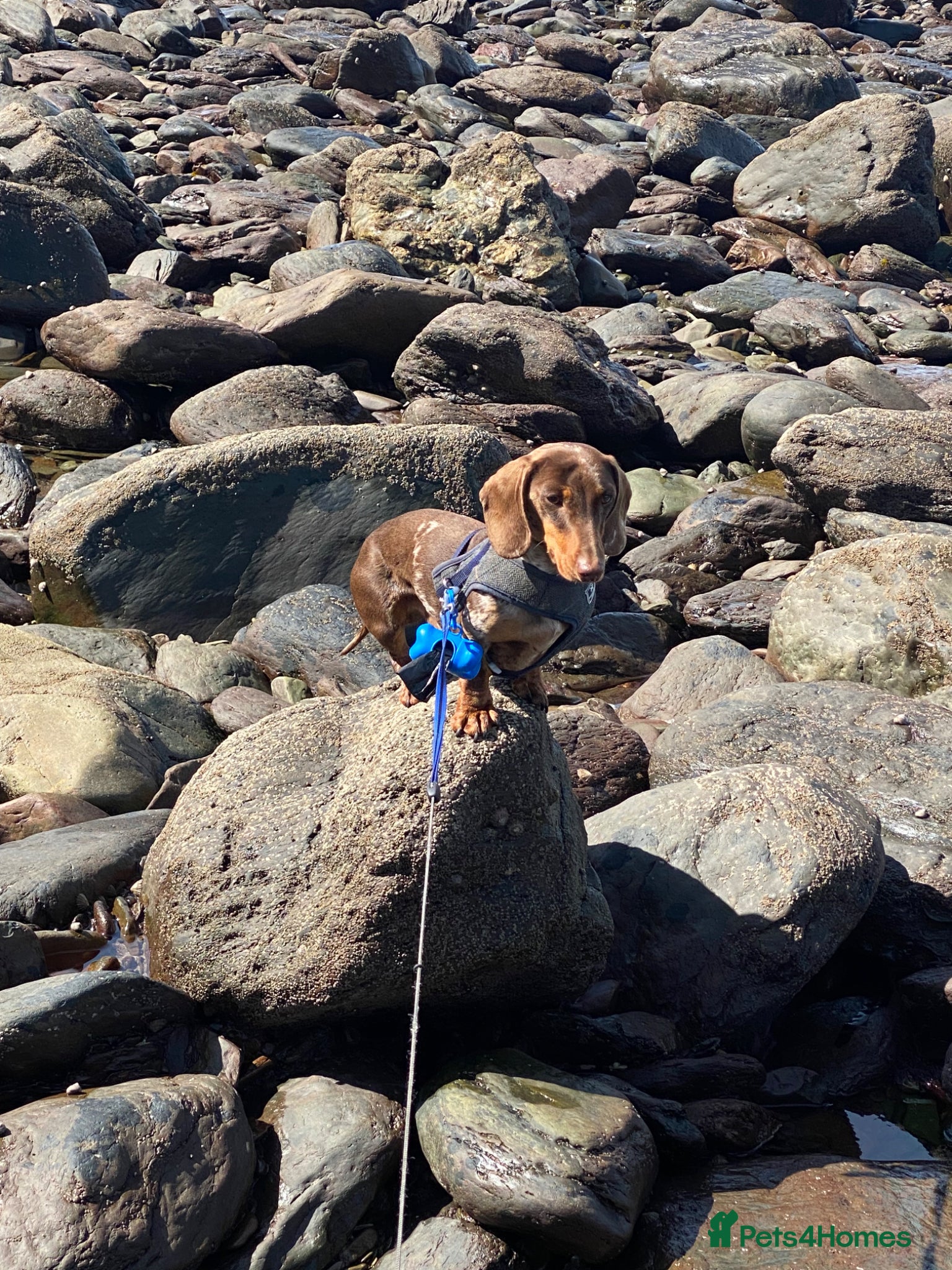 Miniature Dachshund dogs for sale: Beautiful Miniature Dachshund Puppies 🩵🩷🩷🩷 - Advert 11