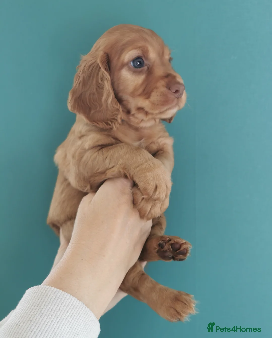 Cocker Spaniel dogs for sale: FTCH Pedigree Working Cocker Spaniels  - Advert 28