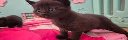 British Shorthair cats for sale: Beutiful British short hair cross kittens  - Advert 10