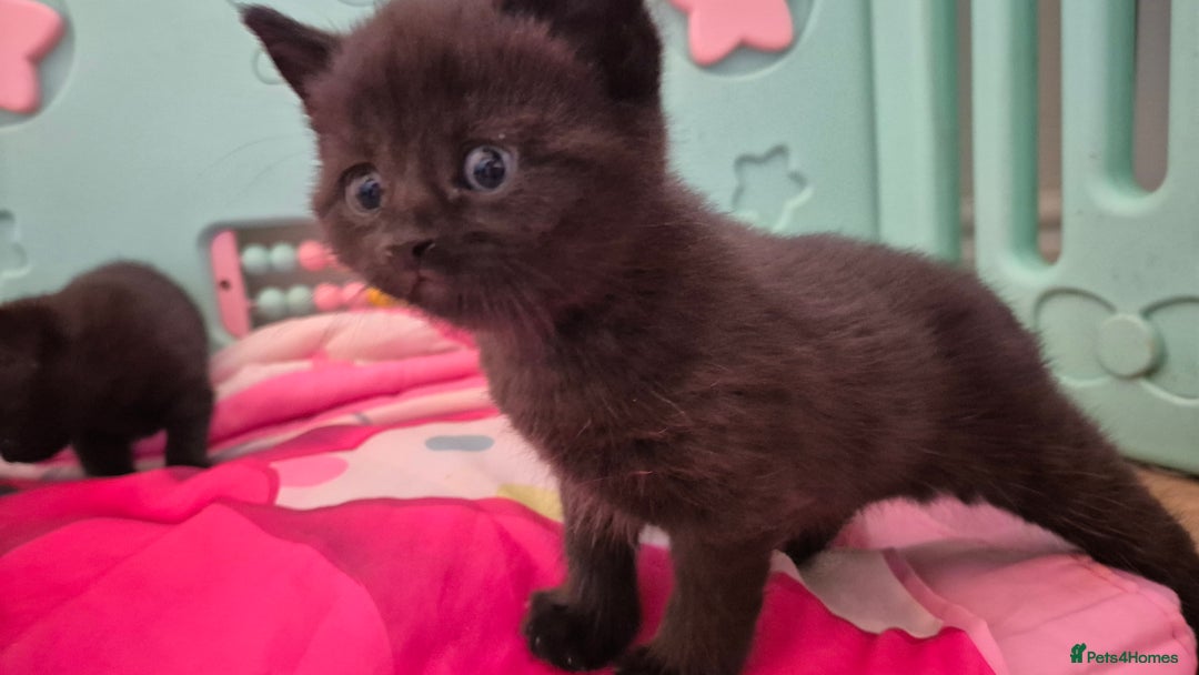 British Shorthair cats for sale: Beutiful British short hair cross kittens  - Advert 10