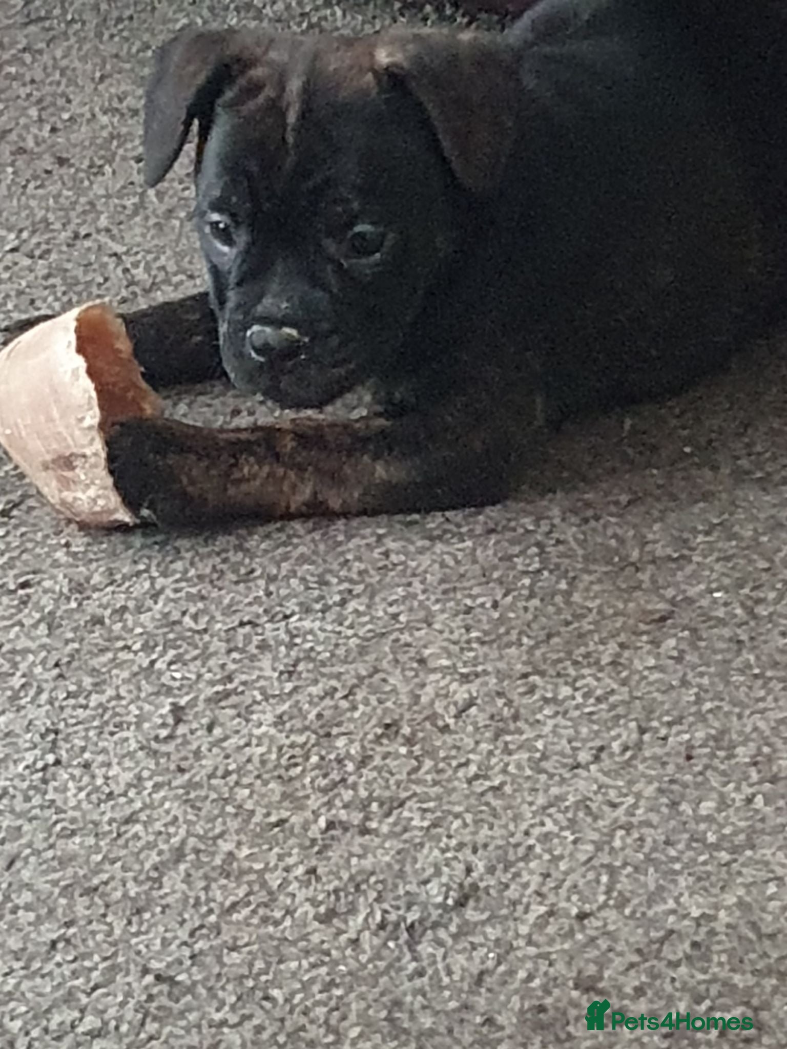 Mixed Breed dogs Oldtyme x French bulldogs - Advert 1