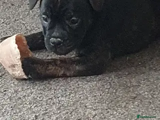 Mixed Breed dogs Oldtyme x French bulldogs - Advert 1