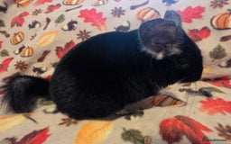 Chinchilla rodents for sale: Captain Jack Sparrow  - Image 13