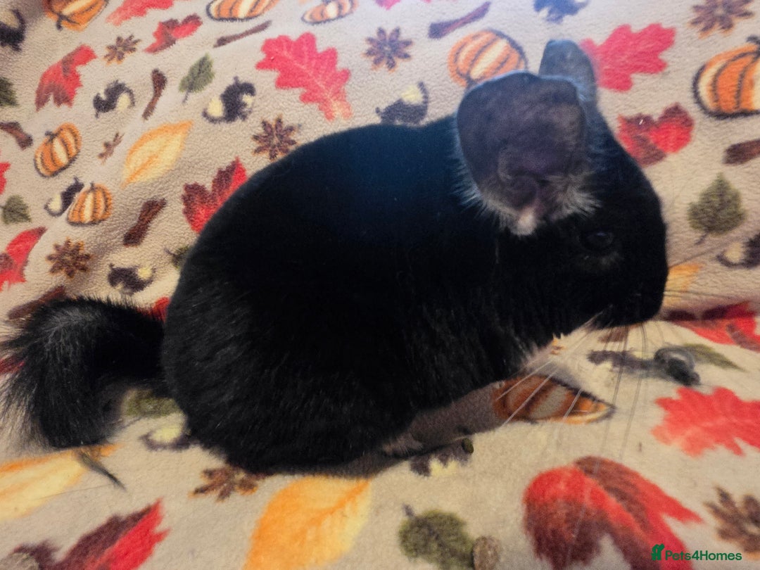 Chinchilla rodents for sale: Captain Jack Sparrow  - Image 13