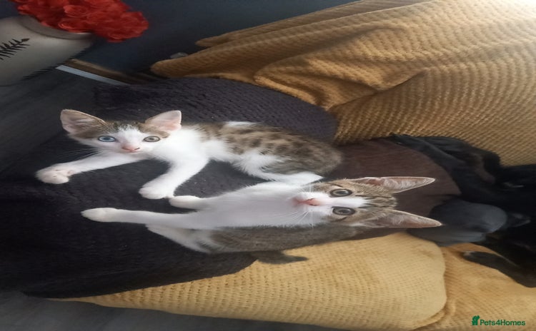 Mixed Breed cats - Advert 11