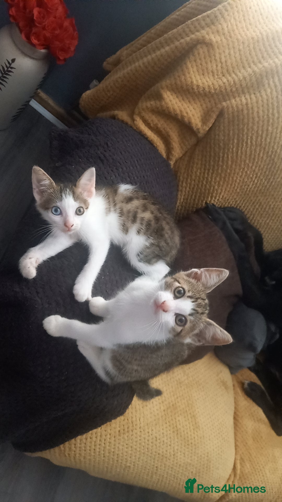 Mixed Breed cats for sale: Kittens for sale  - Image 1